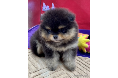 成約済の茨城県のポメラニアン-148886の2枚目